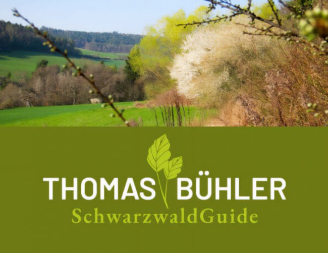 Website Thomas Bühler